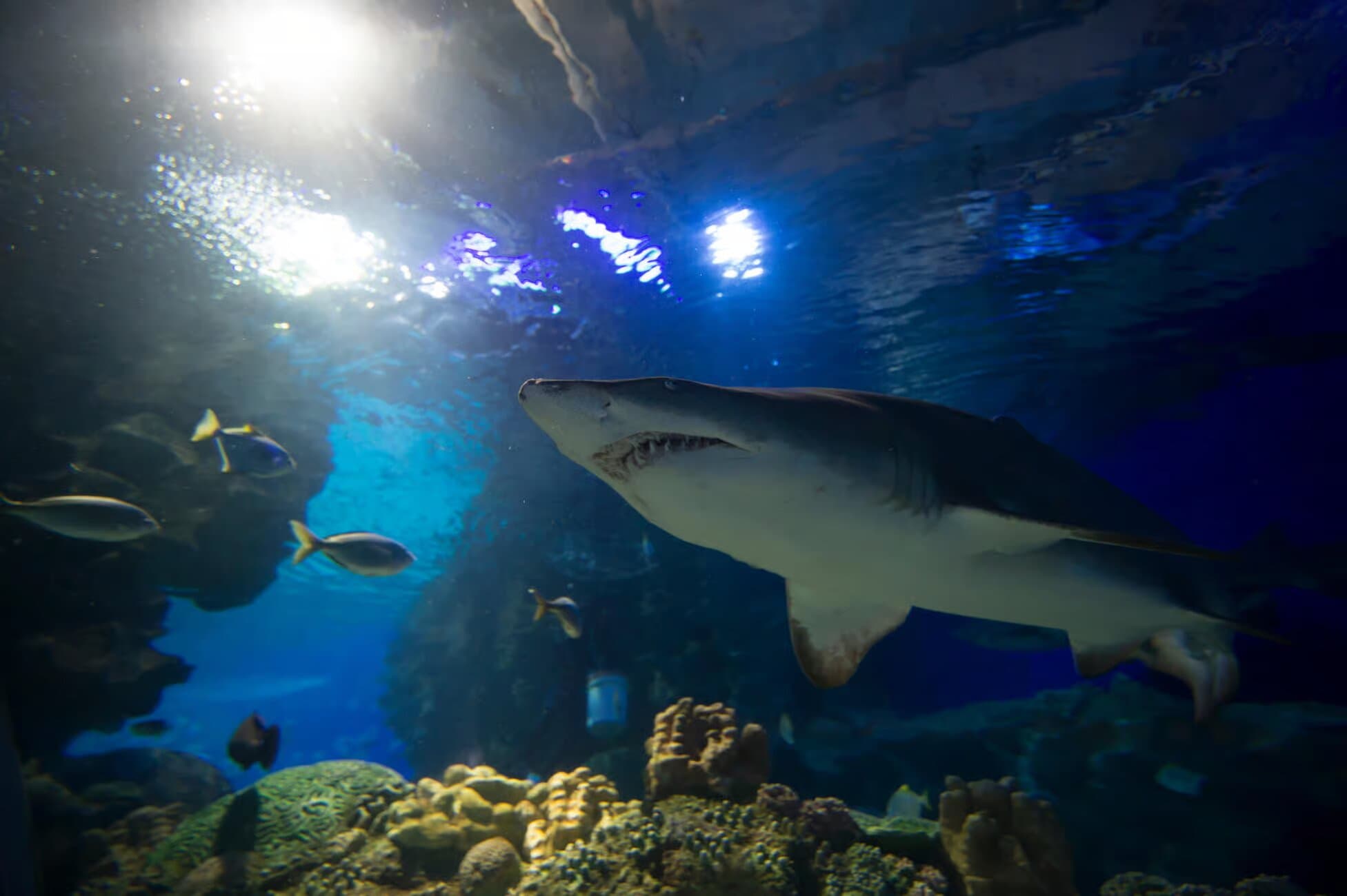 Property Image 9, Ship Image, BookMe Accommodation, Comfortable Stay, Affordable Prices.