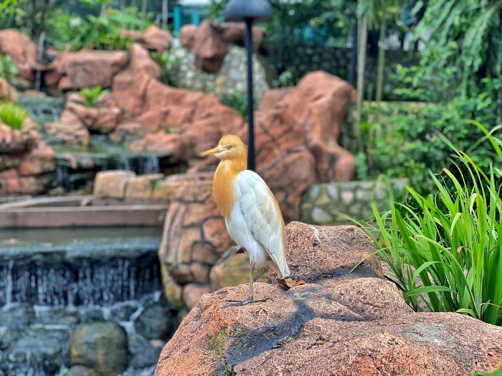Image of Kuala Lumpur: Bird Park Entry & 1-Way Shared Transfer tour package, BookMe Tour Package, Travel with BookMe, Exciting Tour Packages Available, Affordable Prices.