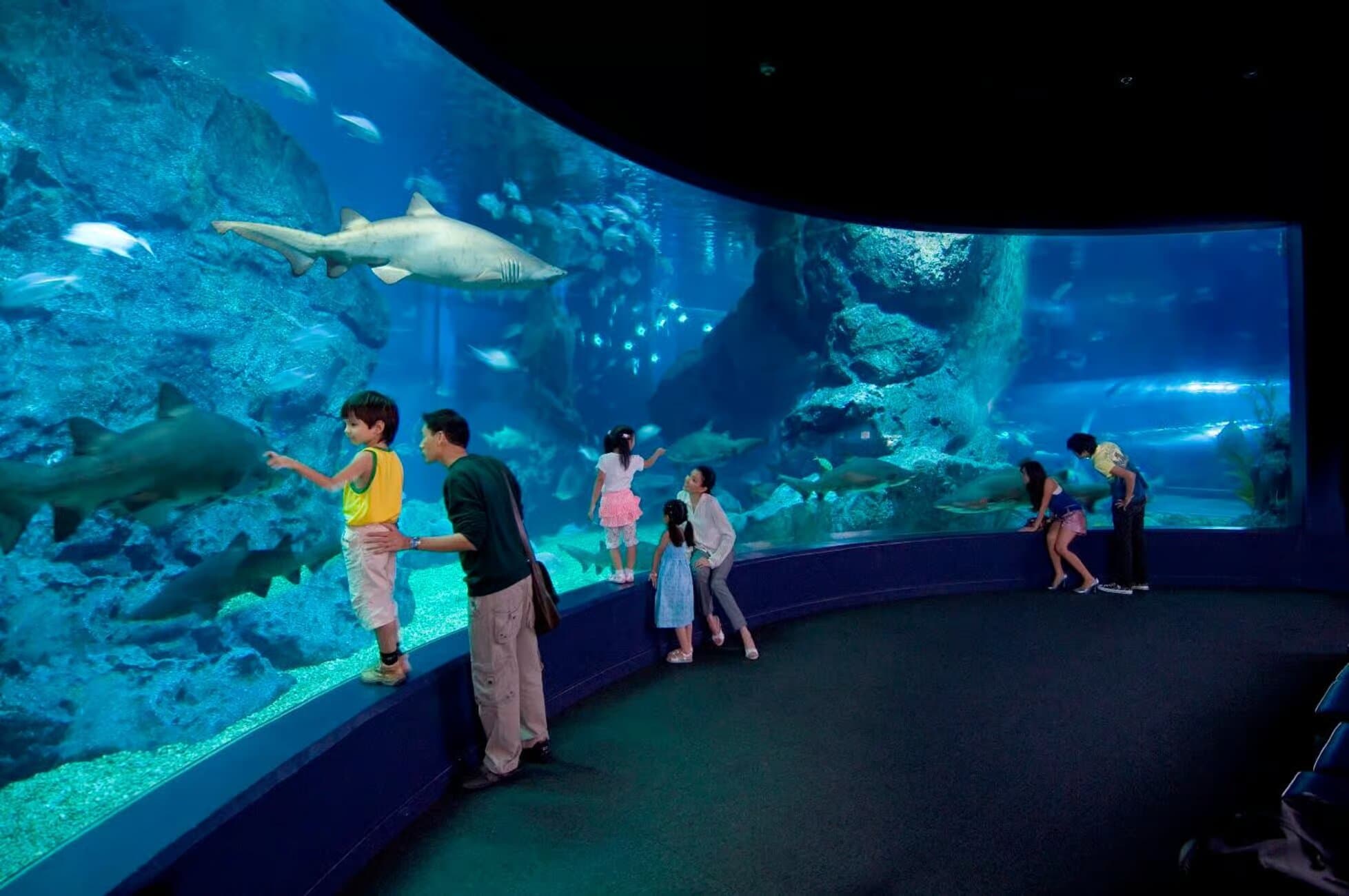 Image of Bangkok: SEA LIFE Bangkok Ocean World Entry Ticket tour package, BookMe Tour Package, Travel with BookMe, Exciting Tour Packages Available, Affordable Prices.