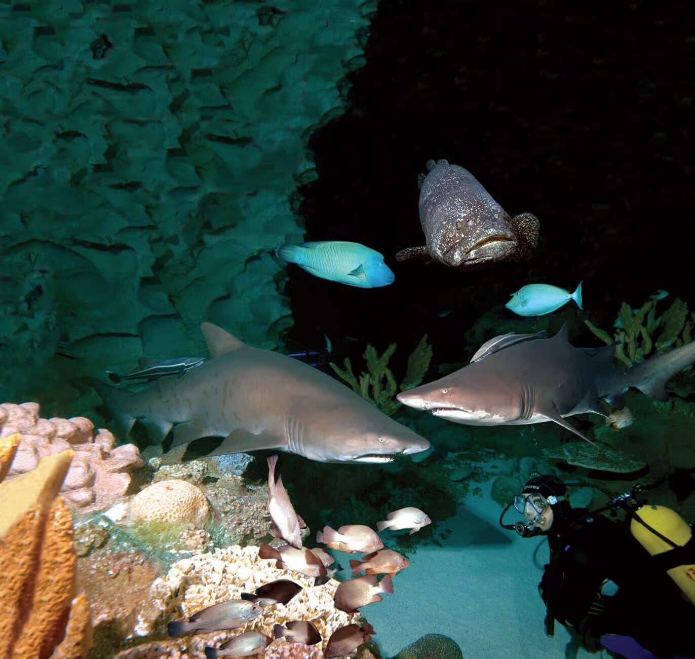 Image of Kuala Lumpur: Aquaria KLCC Entry Ticket tour package, BookMe Tour Package, Travel with BookMe, Exciting Tour Packages Available, Affordable Prices.