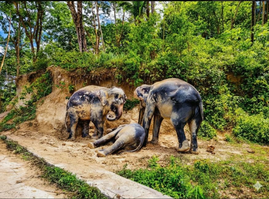 Image of Elephant Sanctuary Guided Tour with Hotel Transfers tour package, BookMe Travel Service, Exciting Tour Packages Available, Affordable Prices. Travel Activities.