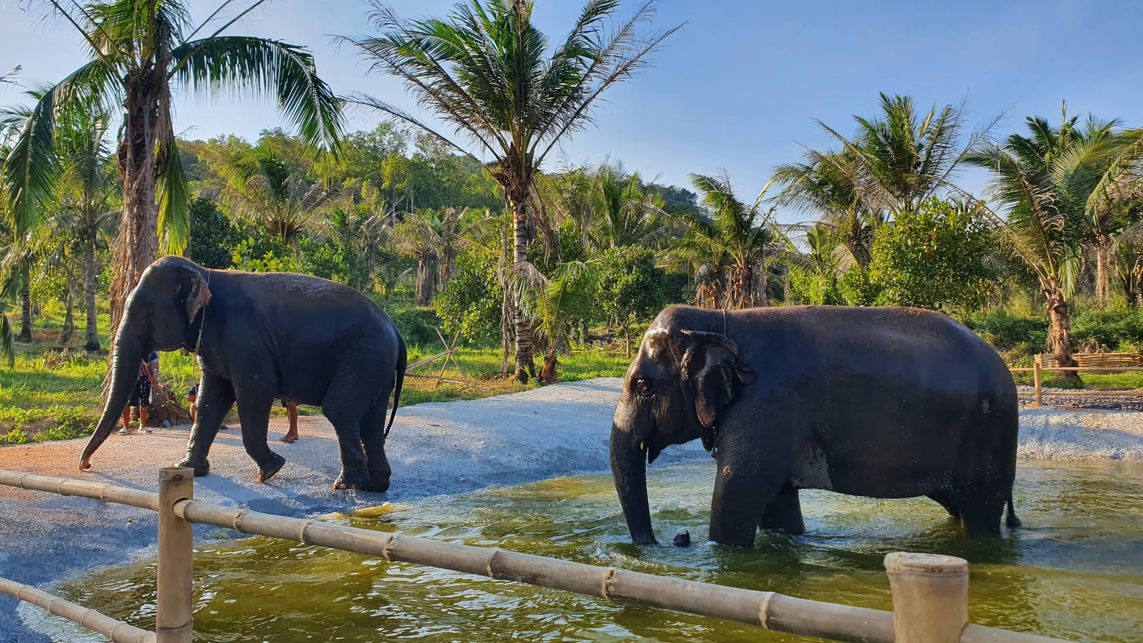 From Pattaya: Living Green Elephant Sanctuary Day Trip