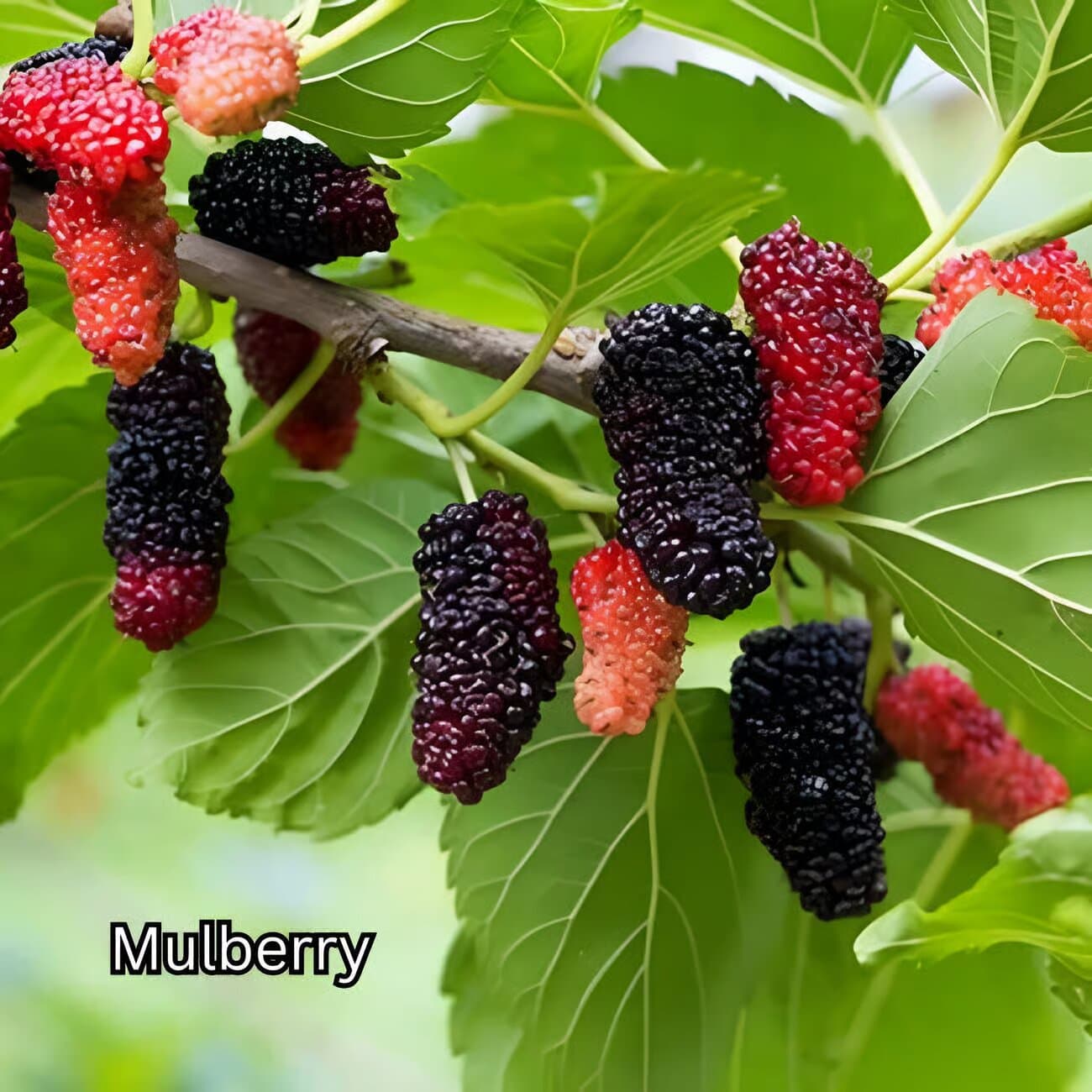 Image of Penang: Tropical Fruit Farm Ticket tour package, BookMe Tour Package, Travel with BookMe, Exciting Tour Packages Available, Affordable Prices.